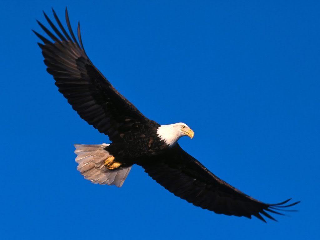 Flying Eagle Wallpaper 9643 HD Wallpaper in Animals