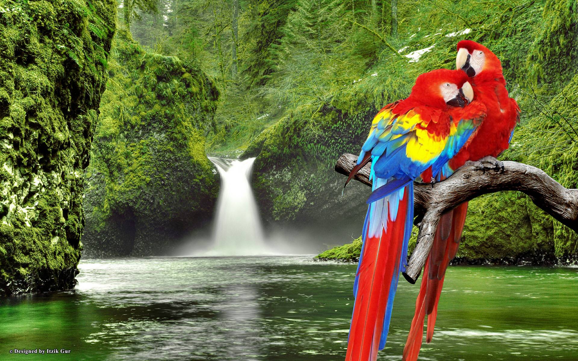 Download Amazing Couple Macaw Parrot Desktop Wallpaper Birds