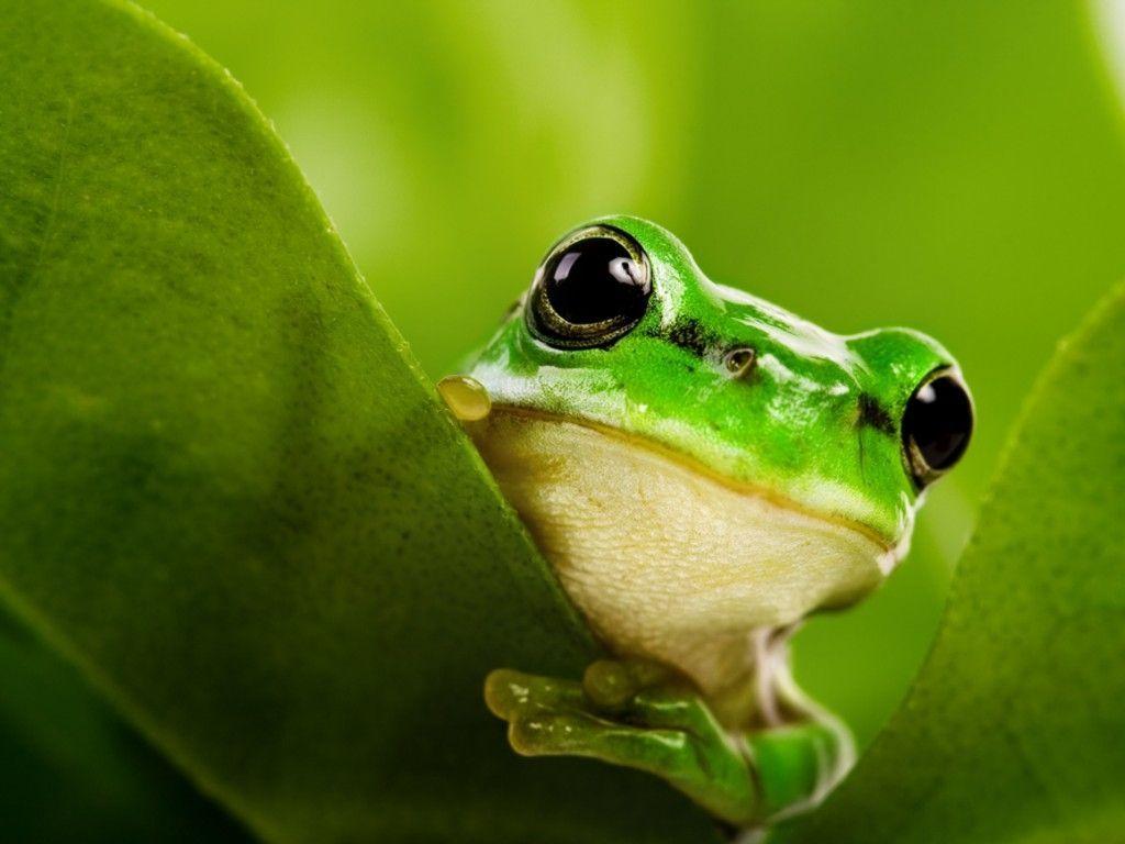 Cute Real Frog Wallpaper Free Download Wallpaper