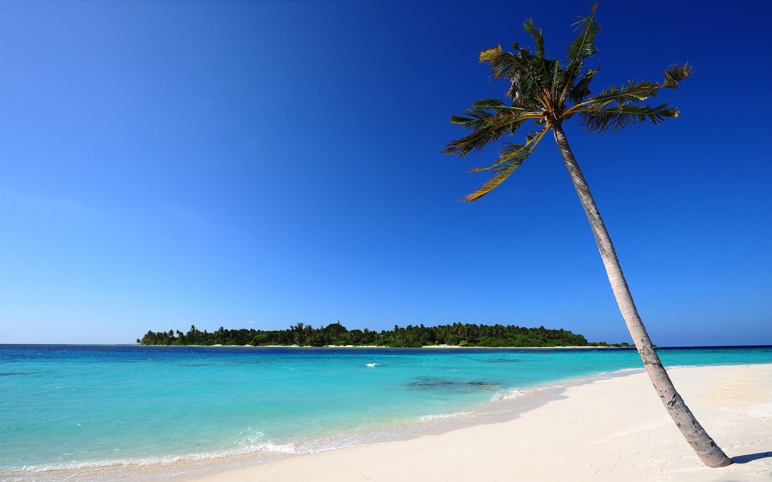 Beach Palm White Sand Wallpapers