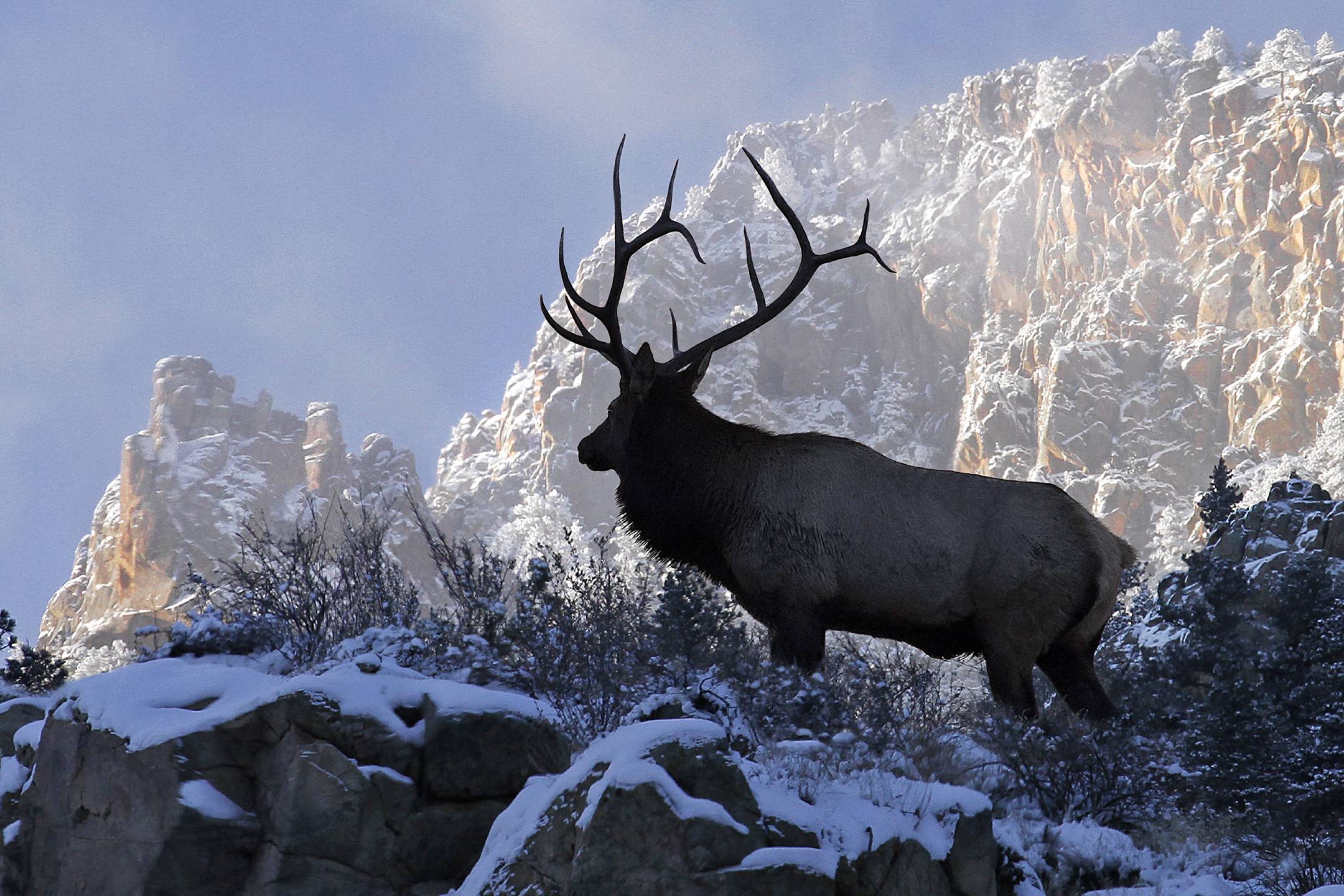 Elk Hunting Tips The Northern Stag