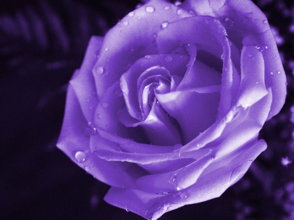 Purple Rose Wallpaper 2