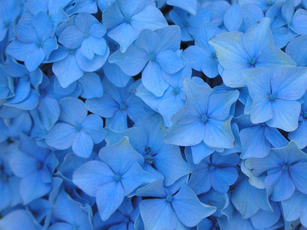Wallpaper For > Blue Flower Background