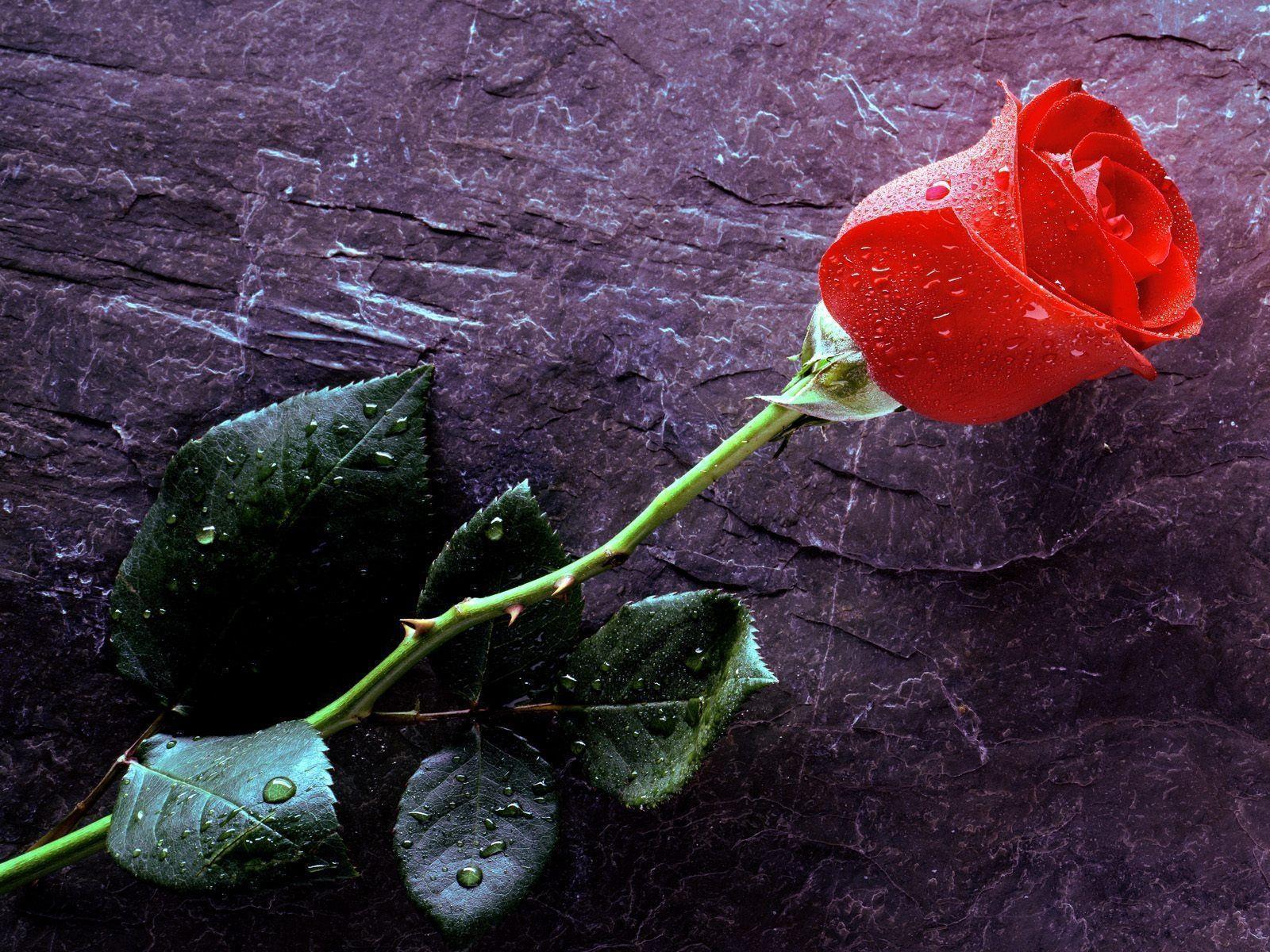 Single Red Rose Desktop Wallpaper