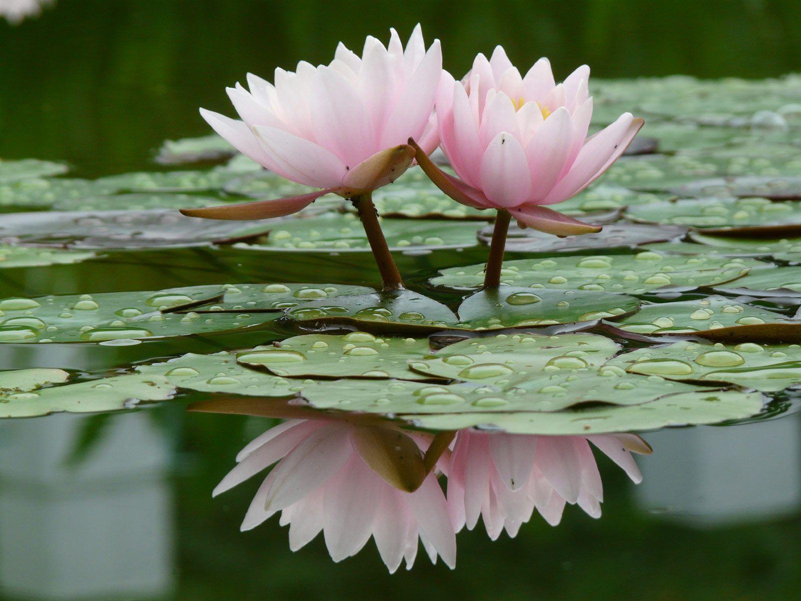 Water Lily Flower HD Wallpaper. Picture of Water Lily Flowers