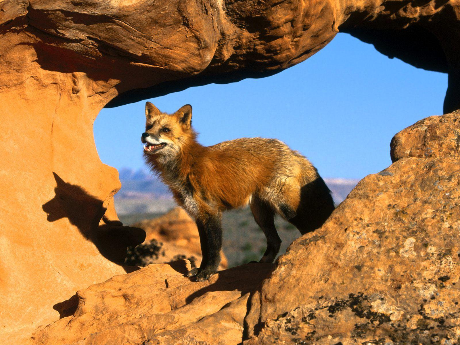 Fox Animal HD Wallpaper. Red Fox Animal Picture