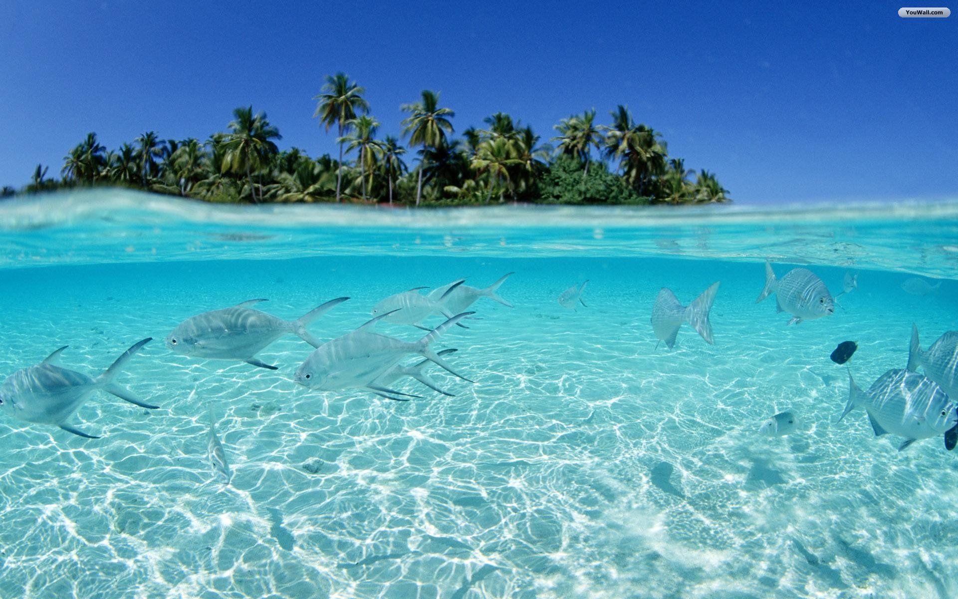 fish_hd_wallpaper_crystal_clear_water_tropical_island Fish