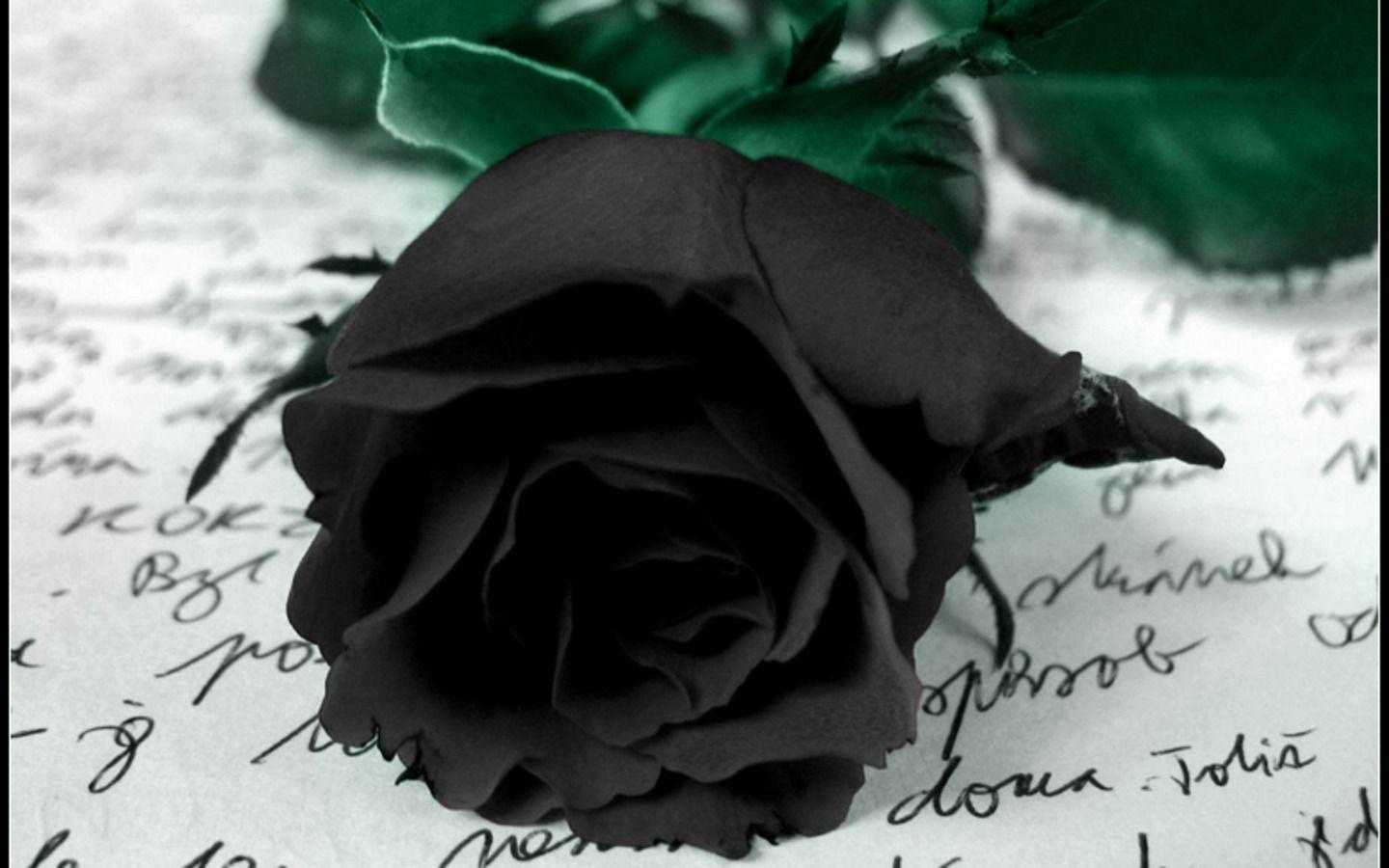 image For > Black Roses Wallpaper