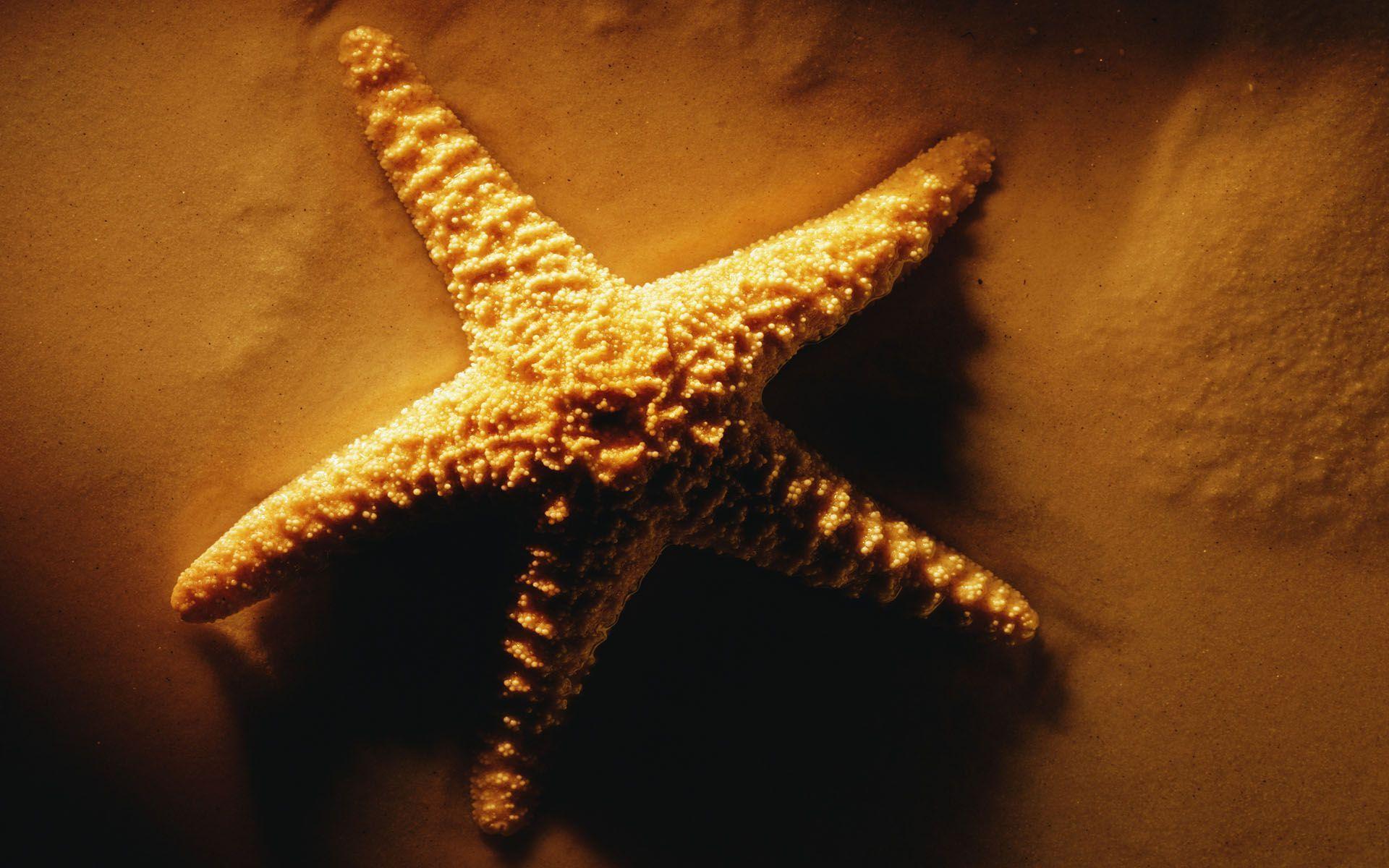 Starfish Backgrounds - Wallpaper Cave