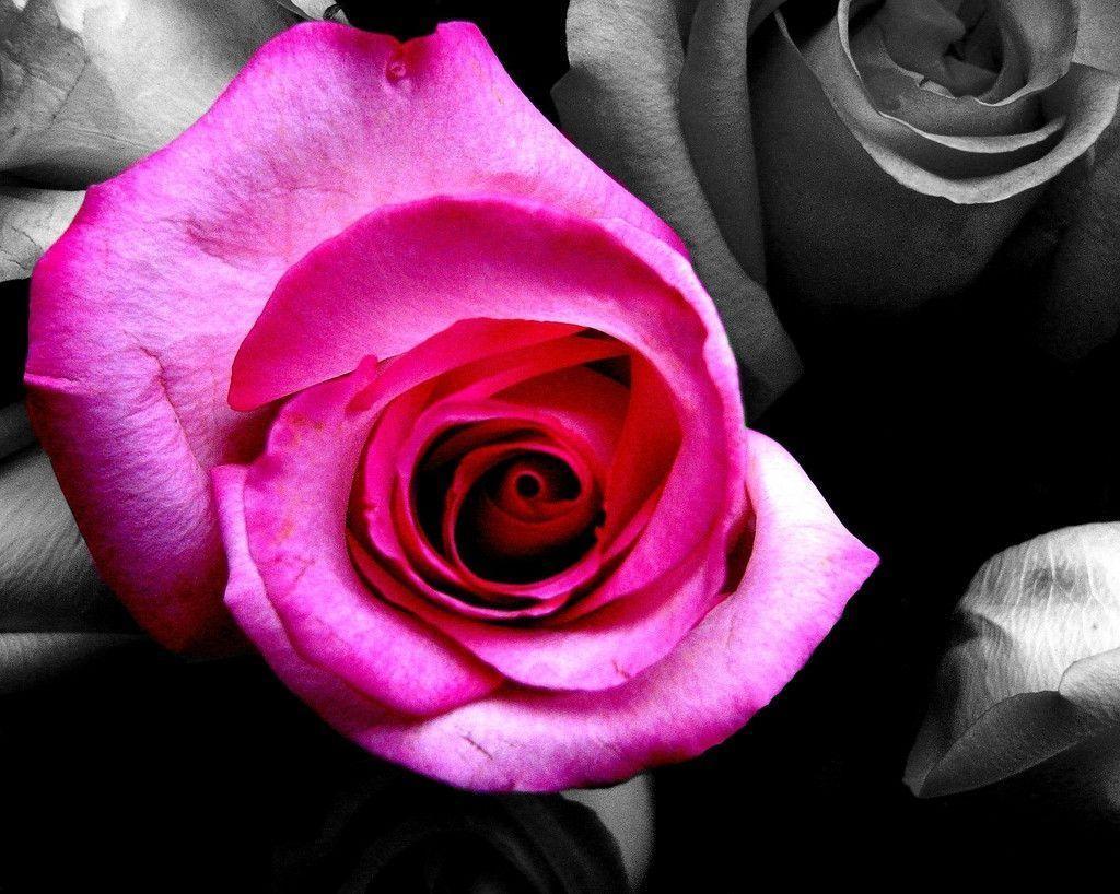 Black White Pink Rose Wallpaper and Picture. Imageize: 513 kilobyte
