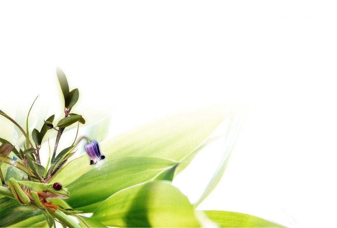 Frog Green Beautiful Design Wallpaper and Picture. Imageize: 133