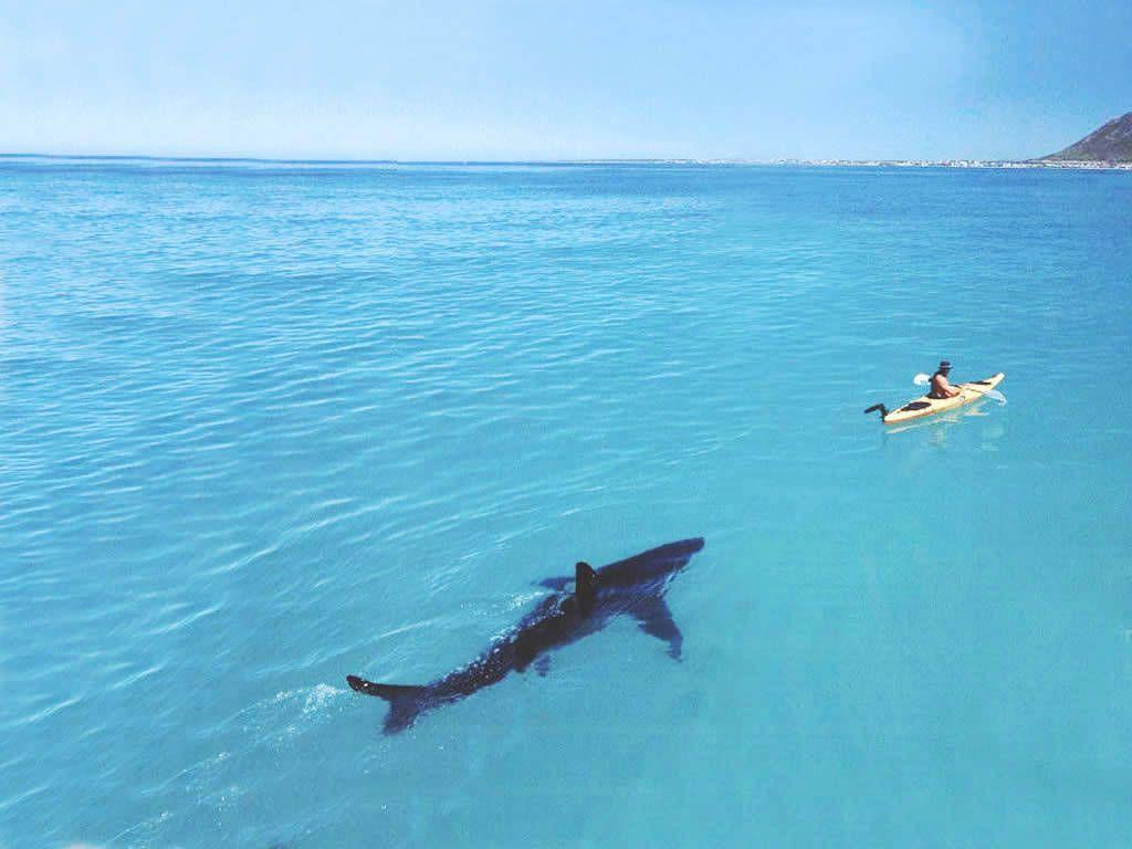 large shark hunting ocean kayaker background wallpaper