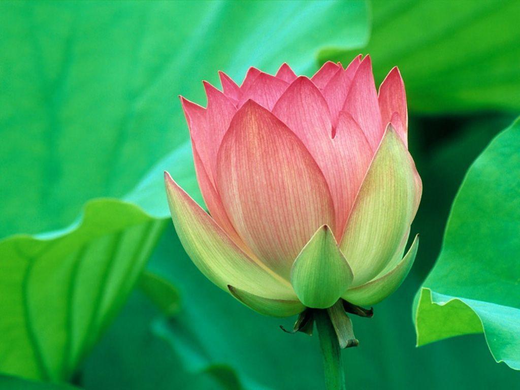 Lotus Flower Desktop Wallpaper. Lotus Flower Picture. Cool
