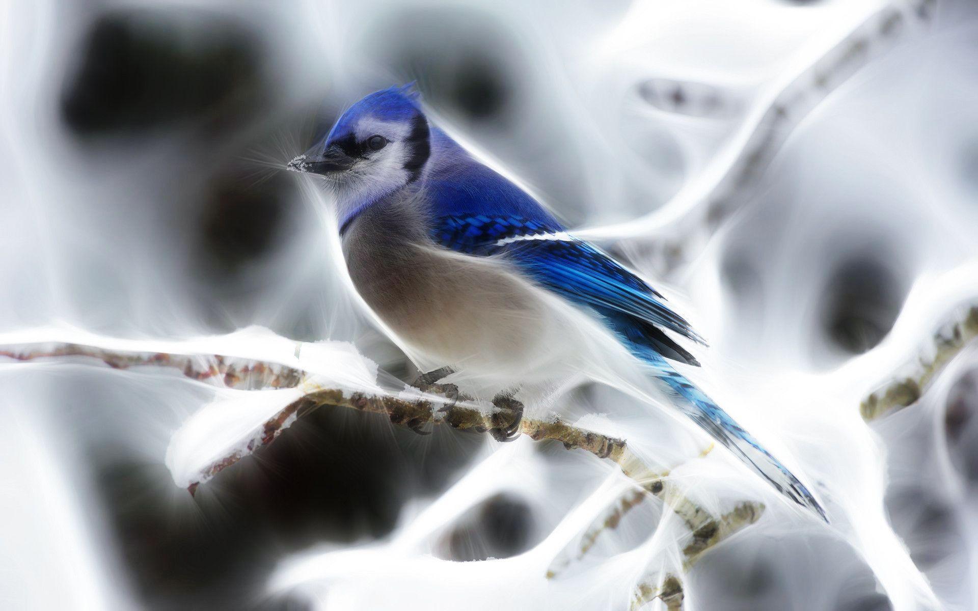 Download Fractalius Blue Jay New Wallpaper. Full HD Wallpaper