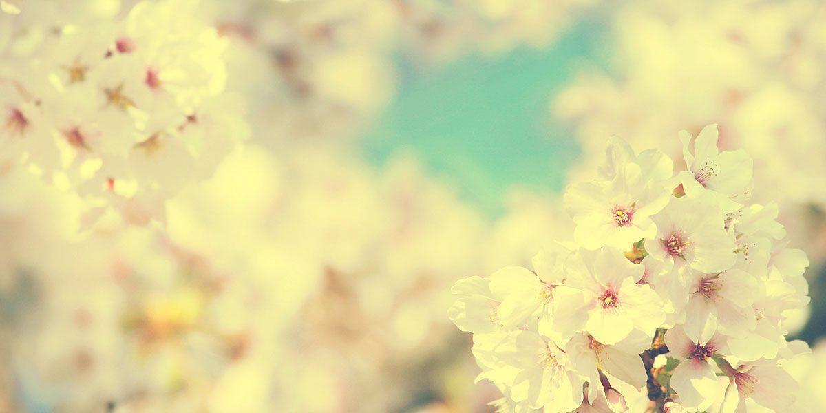 Flowers Sakura Twitter Cover & Twitter Background