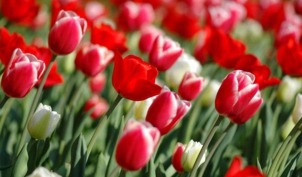 Incredible Red Tulip Flowers Nice Wallpaper HD