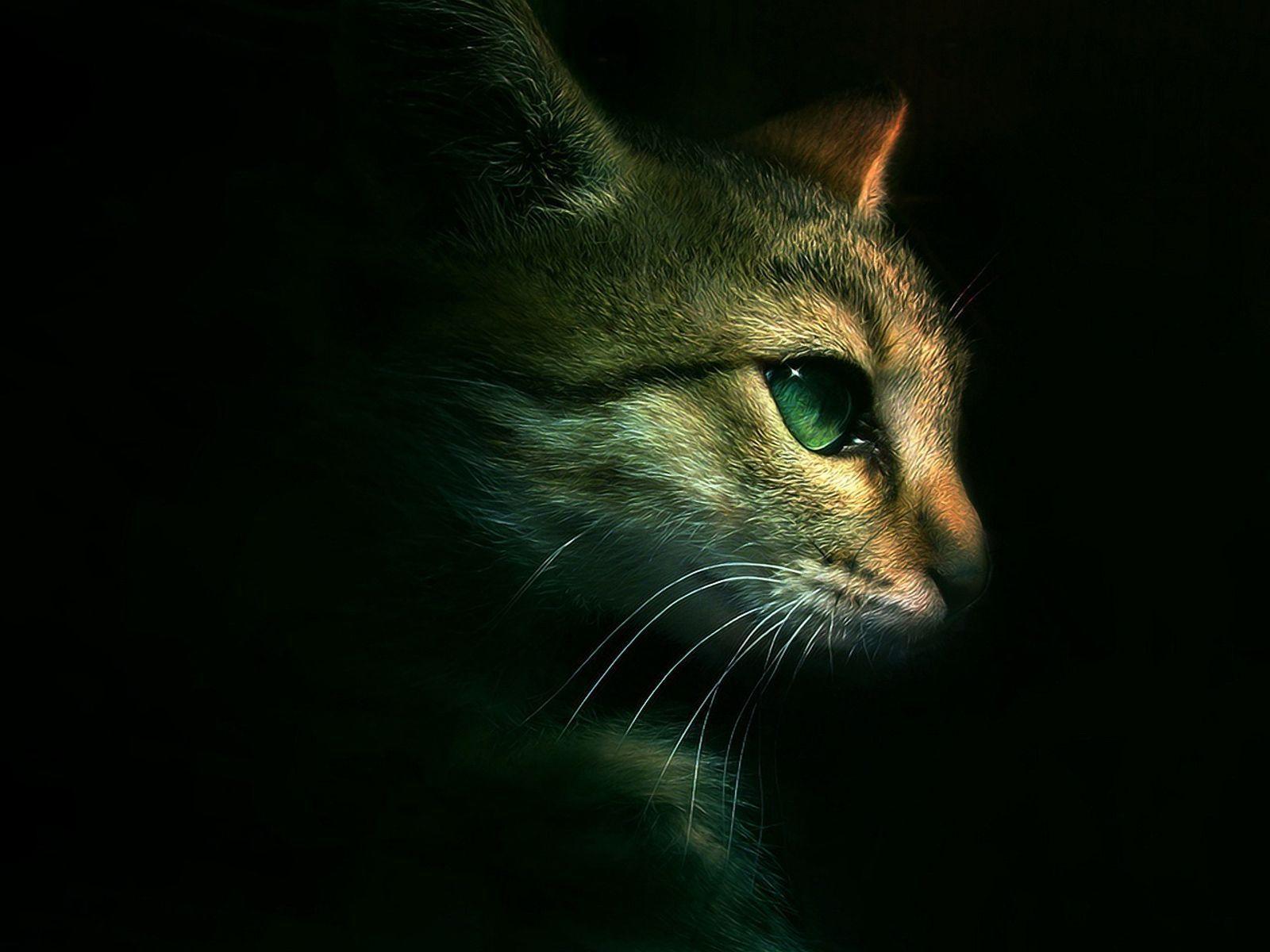 Wallpaper Warrior Cats Cat Desktop Background Os Fr 1024x753PX