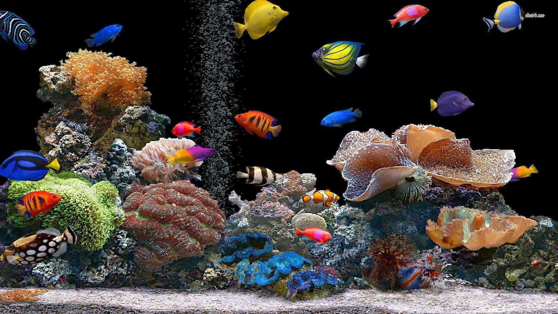 Colorful Fishes Wallpaper. Sky HD Wallpaper