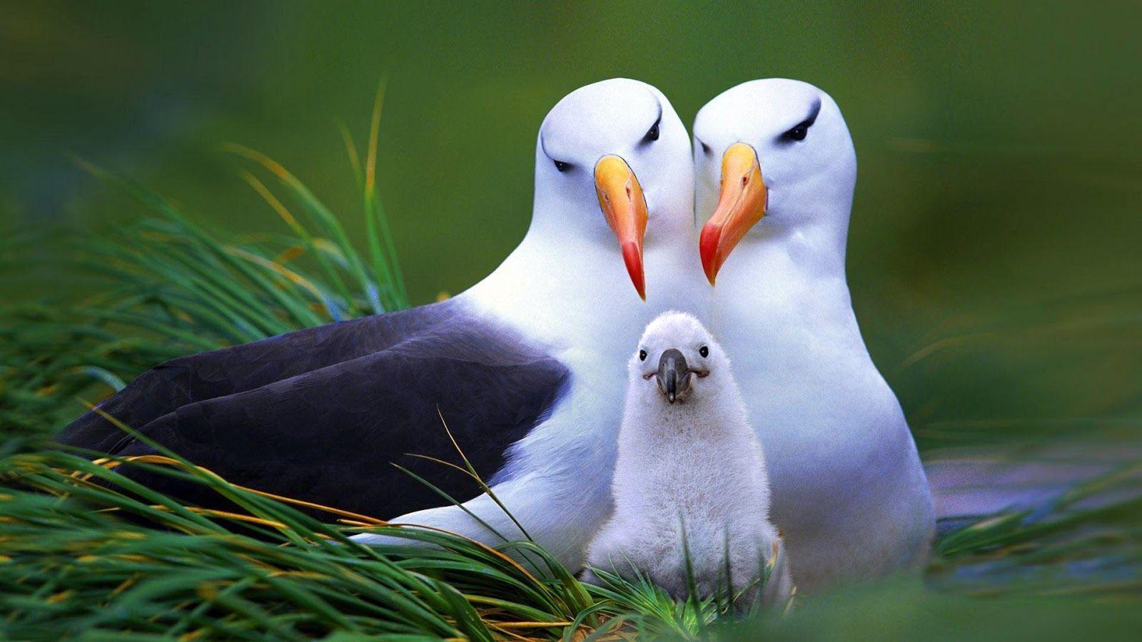 Incredible Image: Love Birds (High resolution)