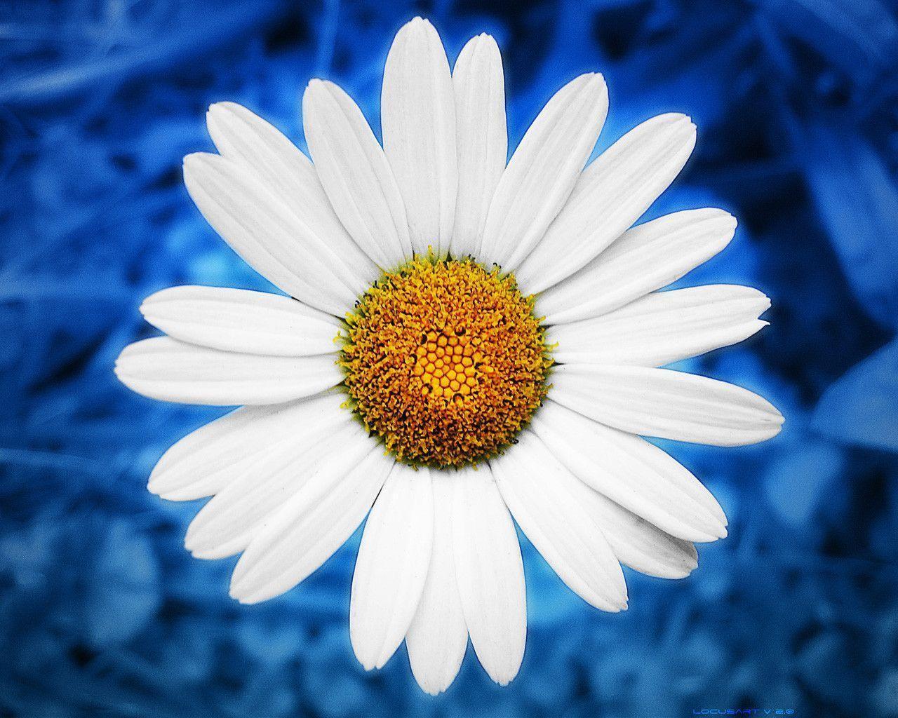 Wallpapers For > Daisy Wallpapers Iphone