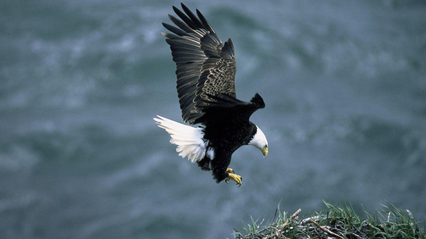 Eagle wallpaper desktop in quality able state