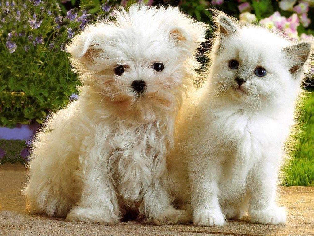 Free Games Wallpaper: Kitten And Puppies HD Wallpaper