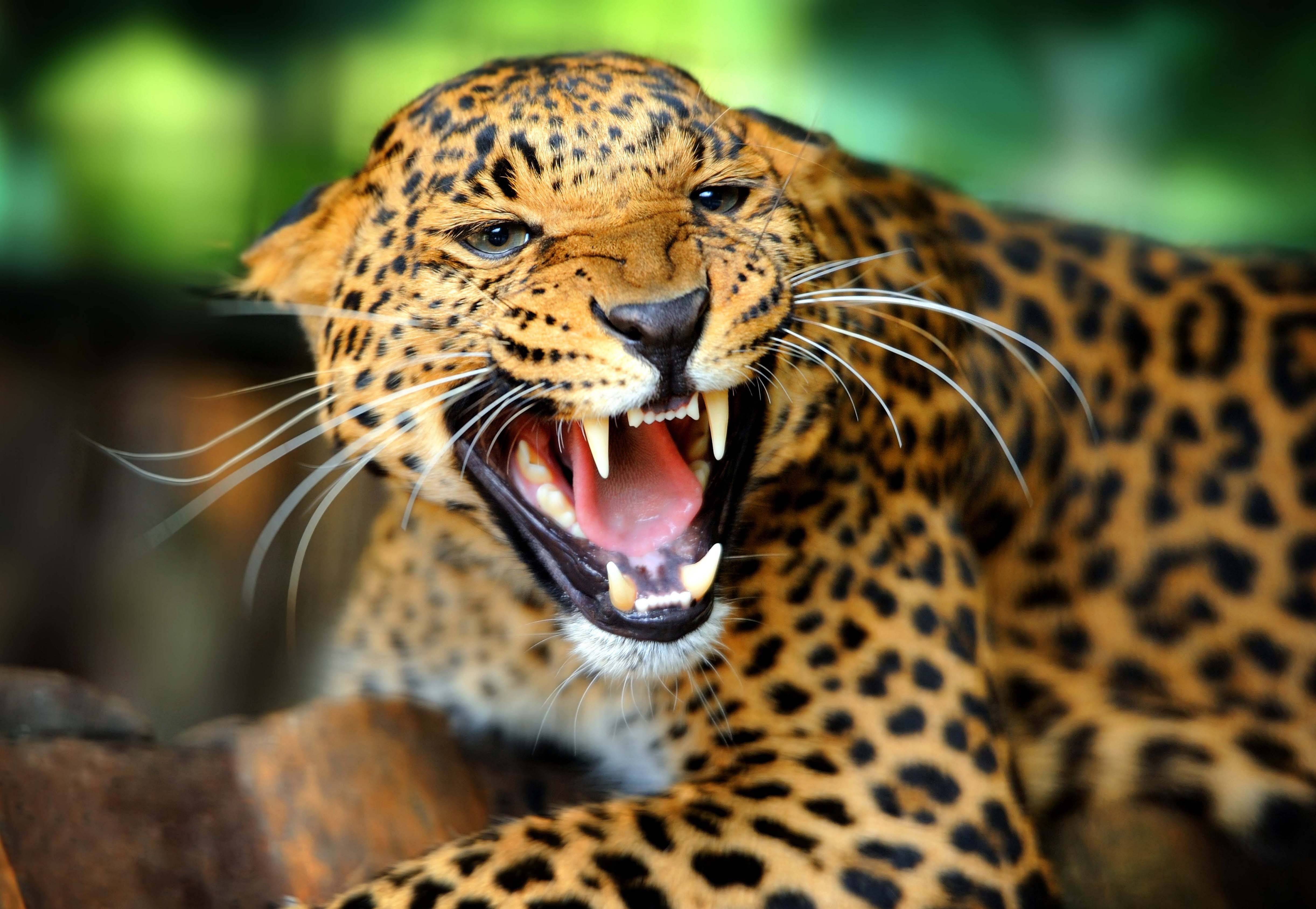 Download wallpaper leopard, wildcat, roar, grin free desktop
