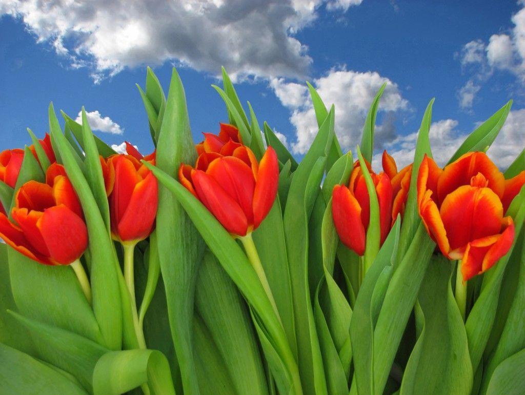 Red Tulip Background Wallpaper