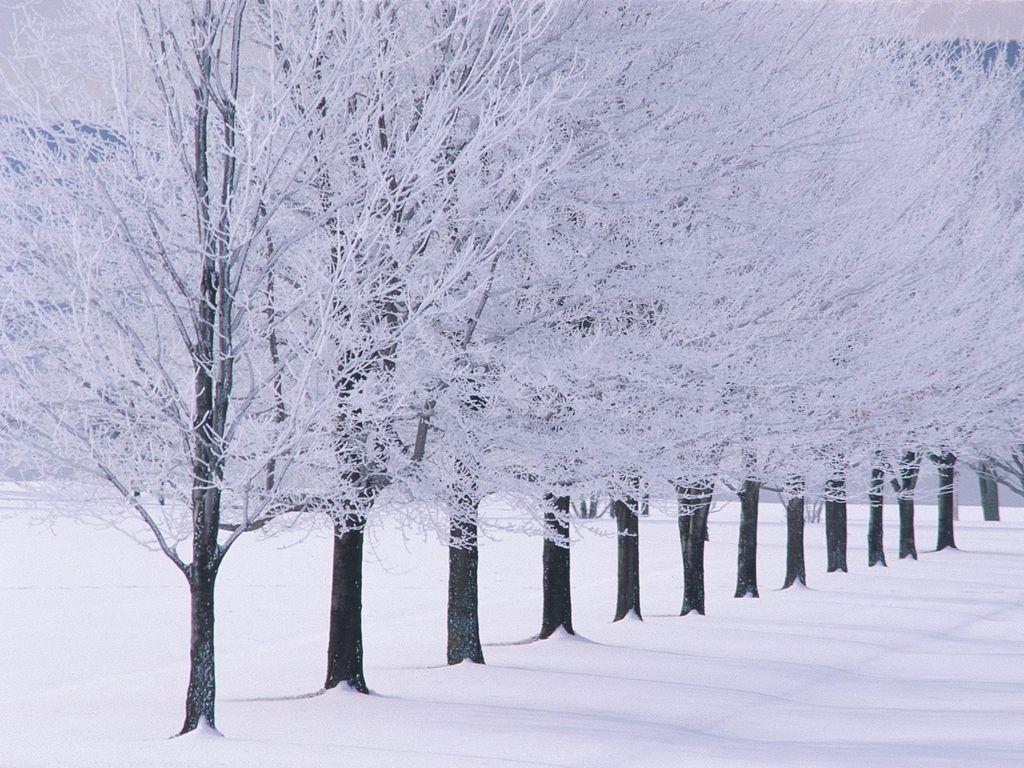 Winter Trees Wallpaper and Picture Items