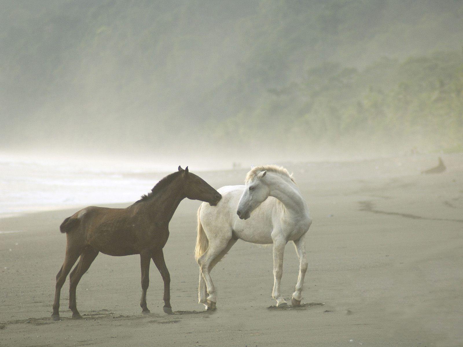 Wild Horse Wallpapers - Wallpaper Cave