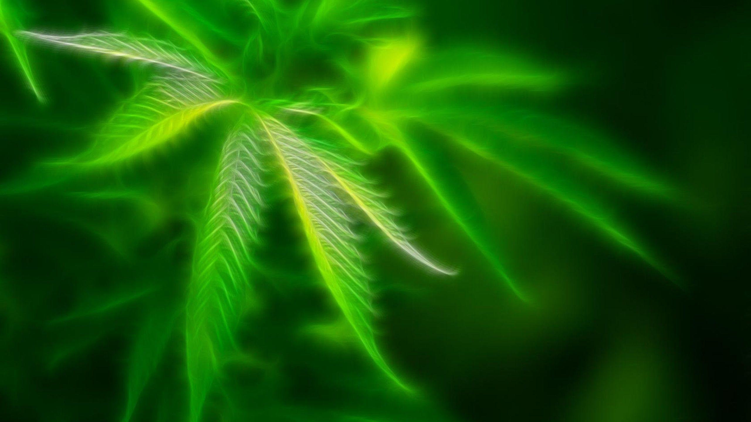 Wonderful Weed Cannabis HD Wallpaper for Deskx1440PX