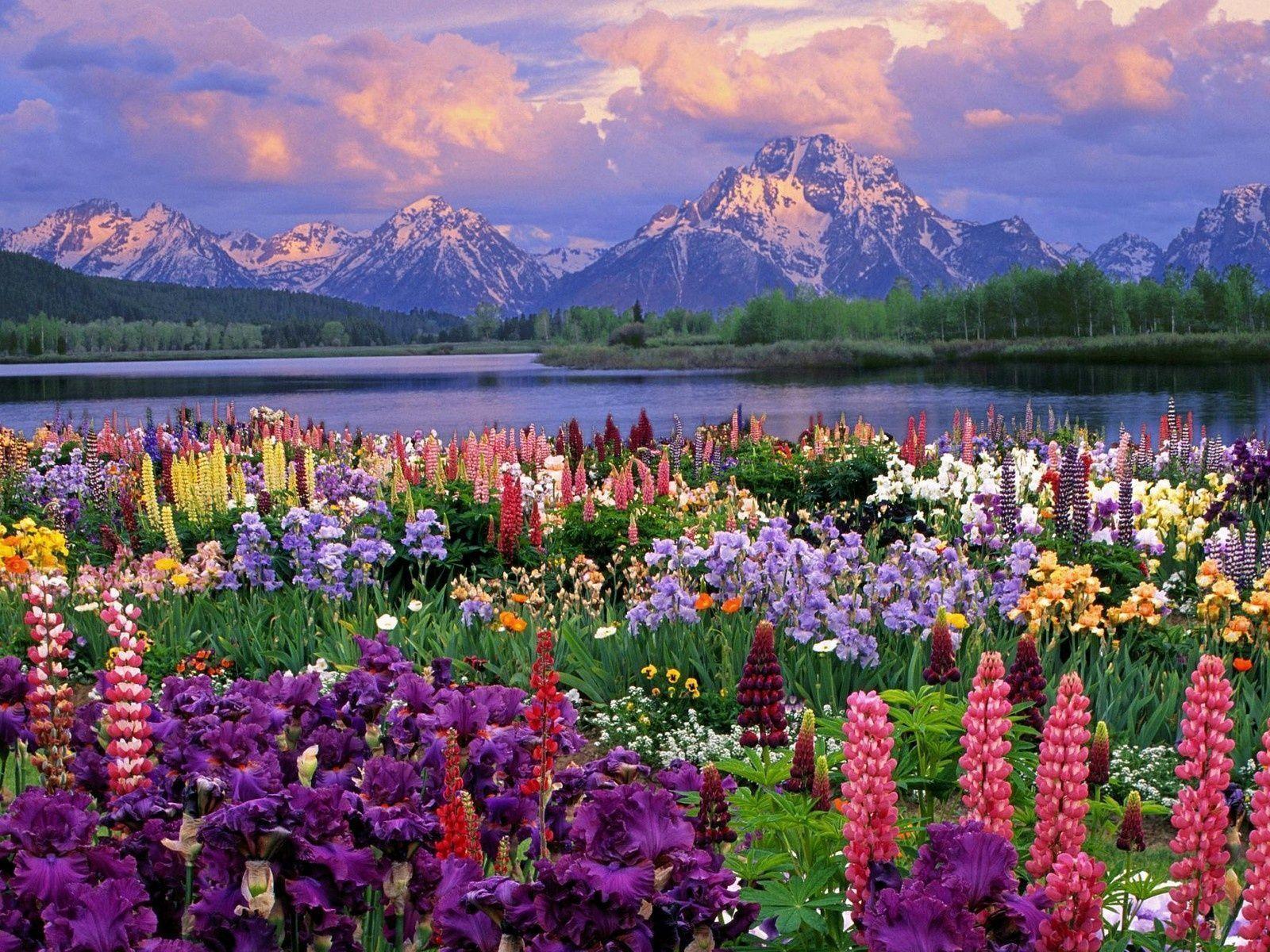free spring wallpaper background