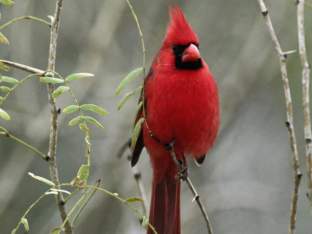 Cardinal Bird Wallpapers Wallpaper Cave