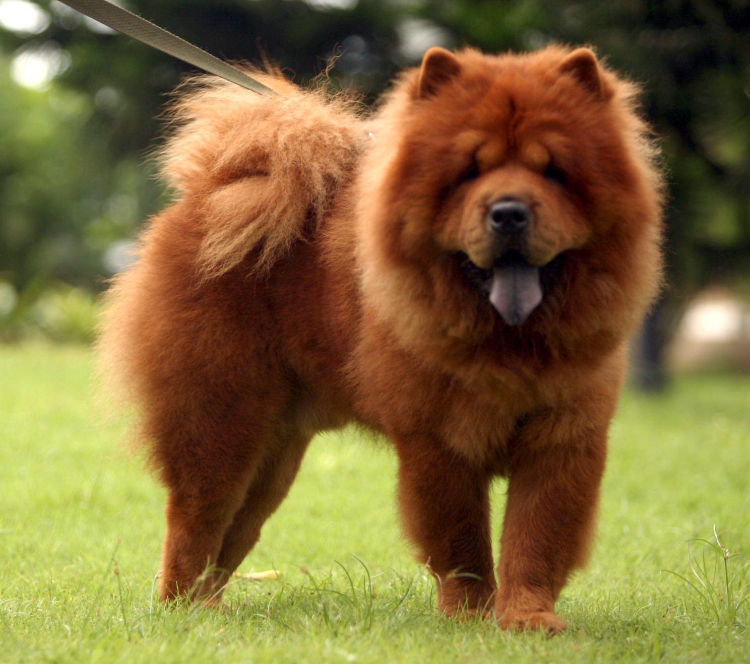 Chow Chow Wallpapers Wallpaper Cave