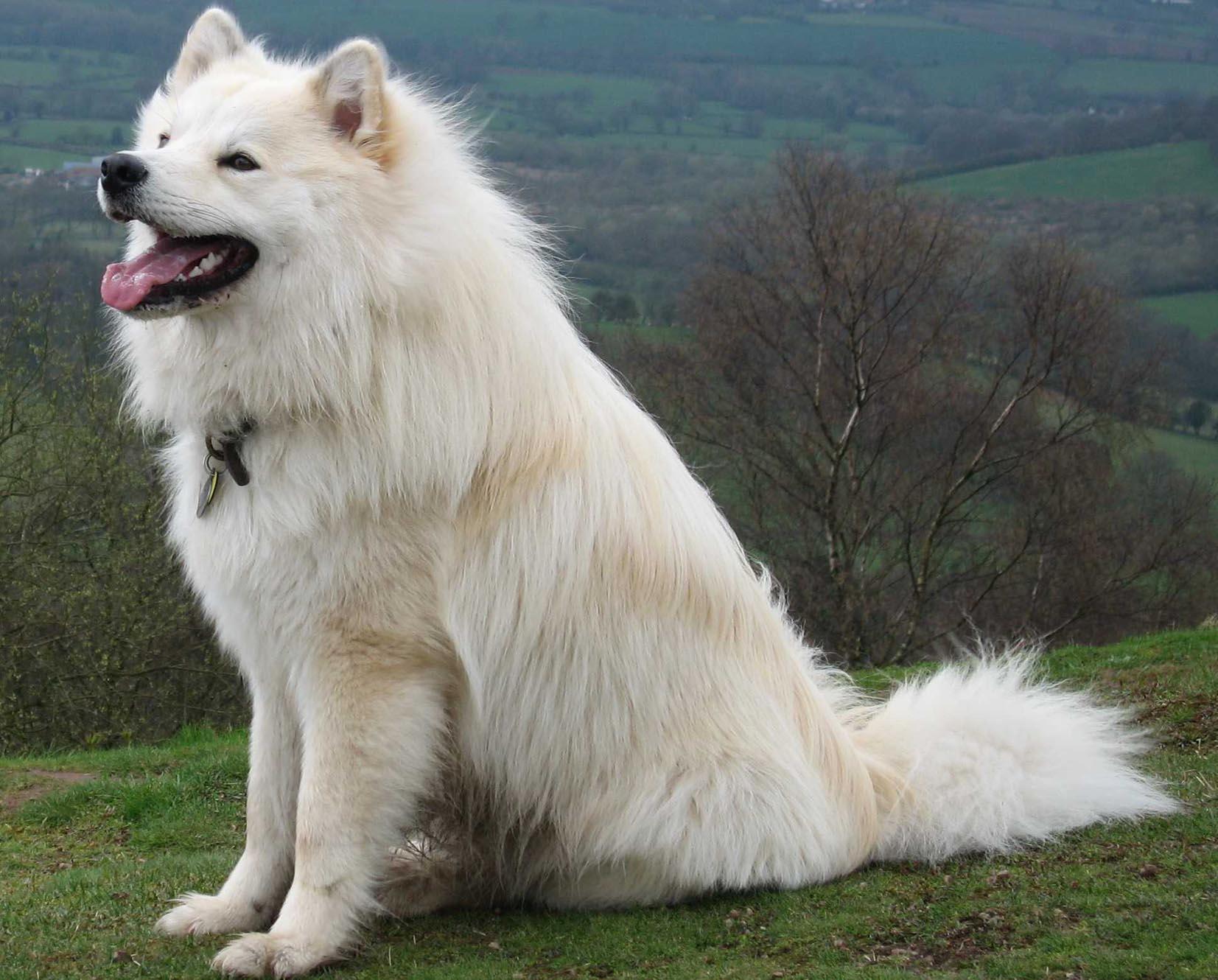 Free wallpaper Finnish lapphund dog