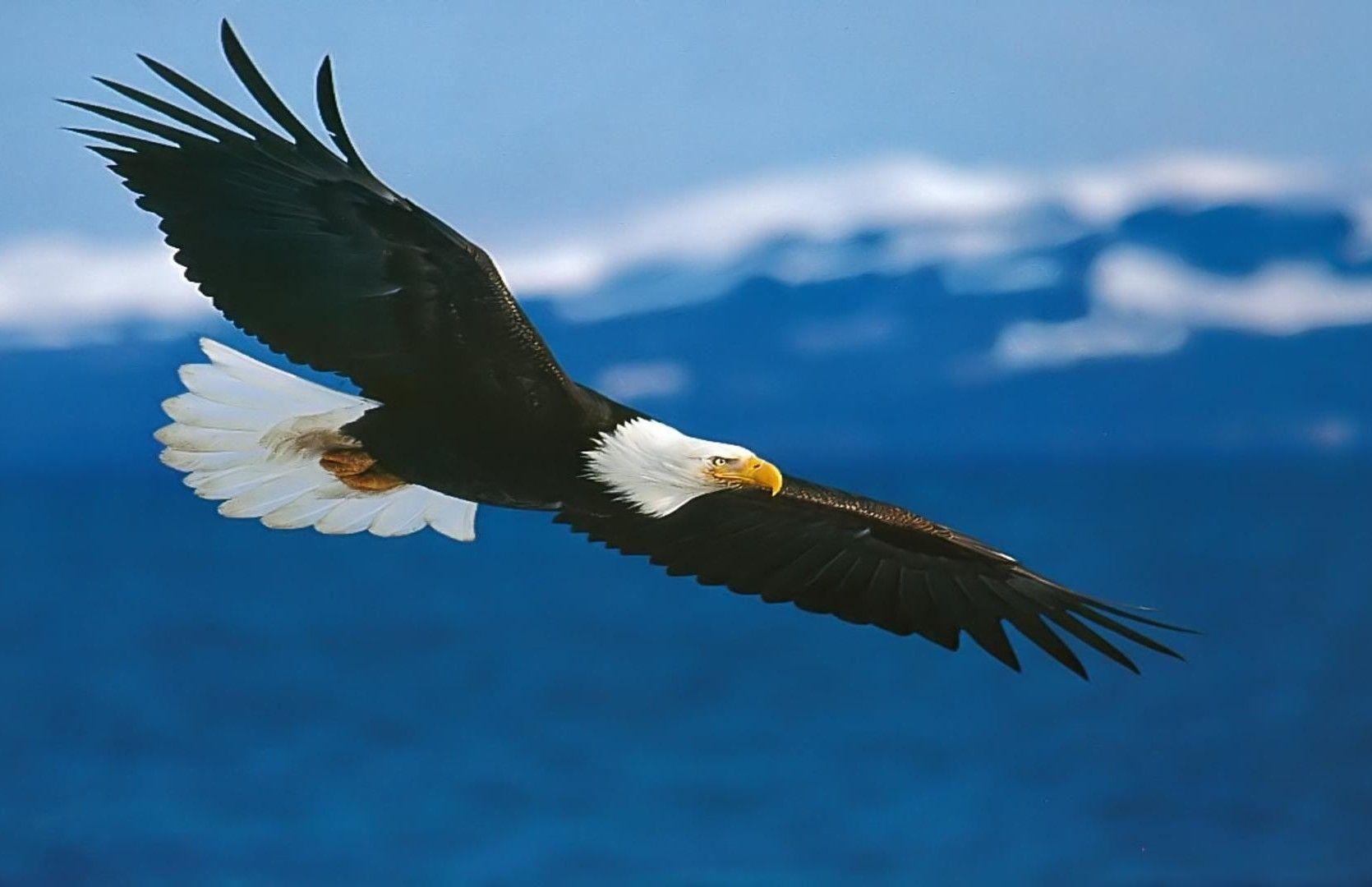 Eagle Background Cool Wallpaper, Wallpaper, HD Wallpaper, Eagle