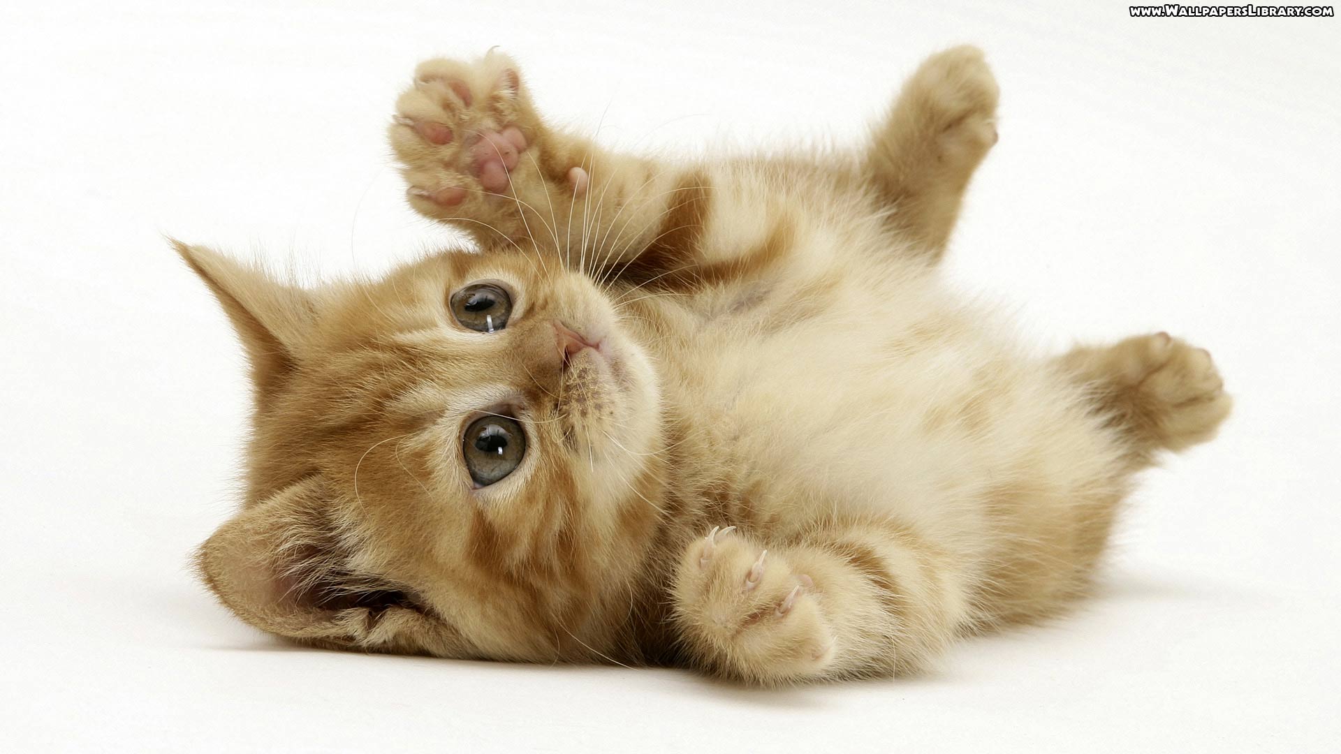 Kitten Desktop Wallpaper Cute Black HD 1920x1080PX