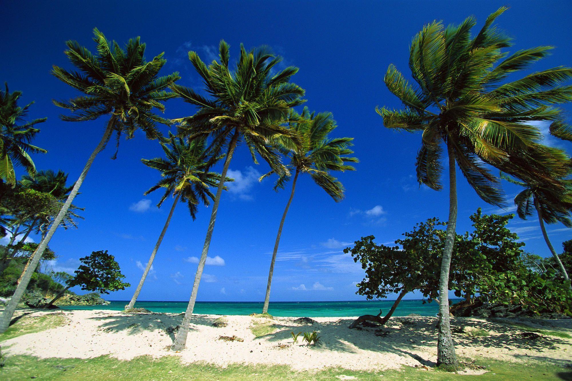 Beach In Dominican Republic Wallpaper