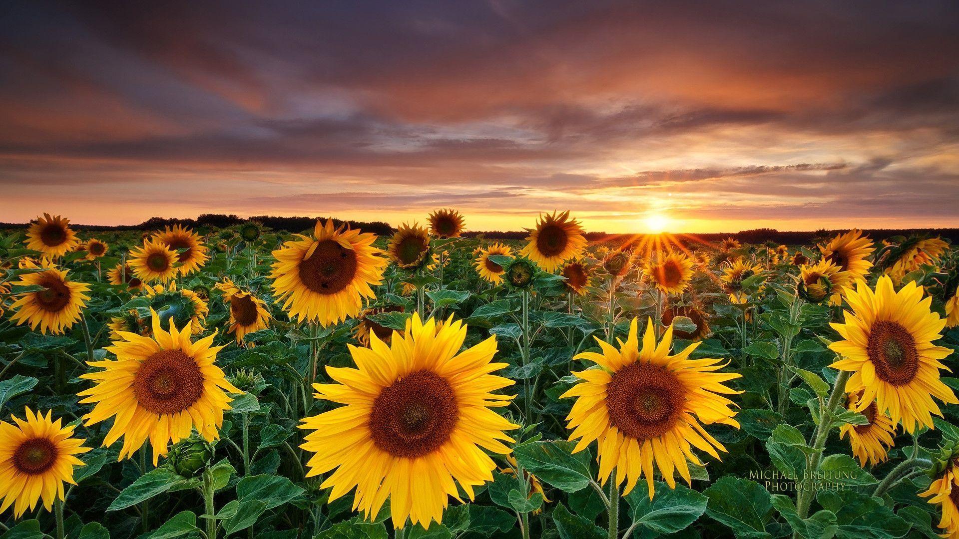 Beautifull Sunset With Sunflower Wallpaper 12598 Full HD Wallpaper
