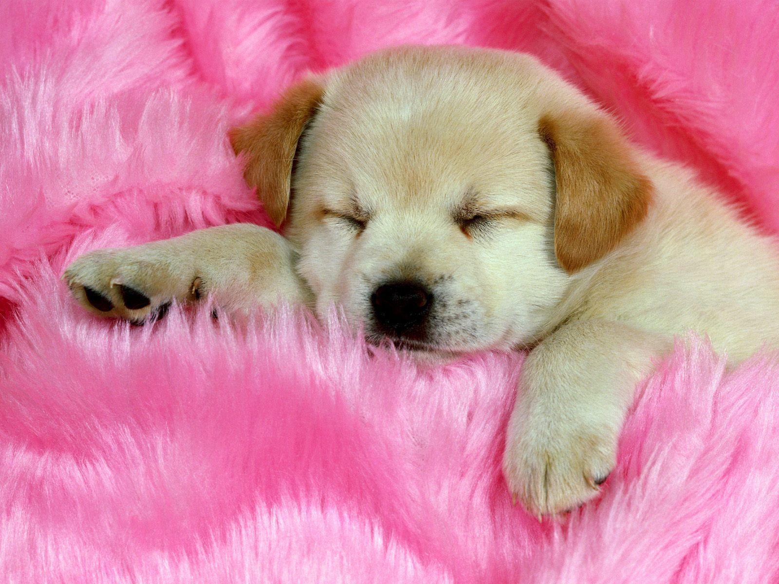 Cute Labrador Retriever Puppy Sleeping desktop wallpaper