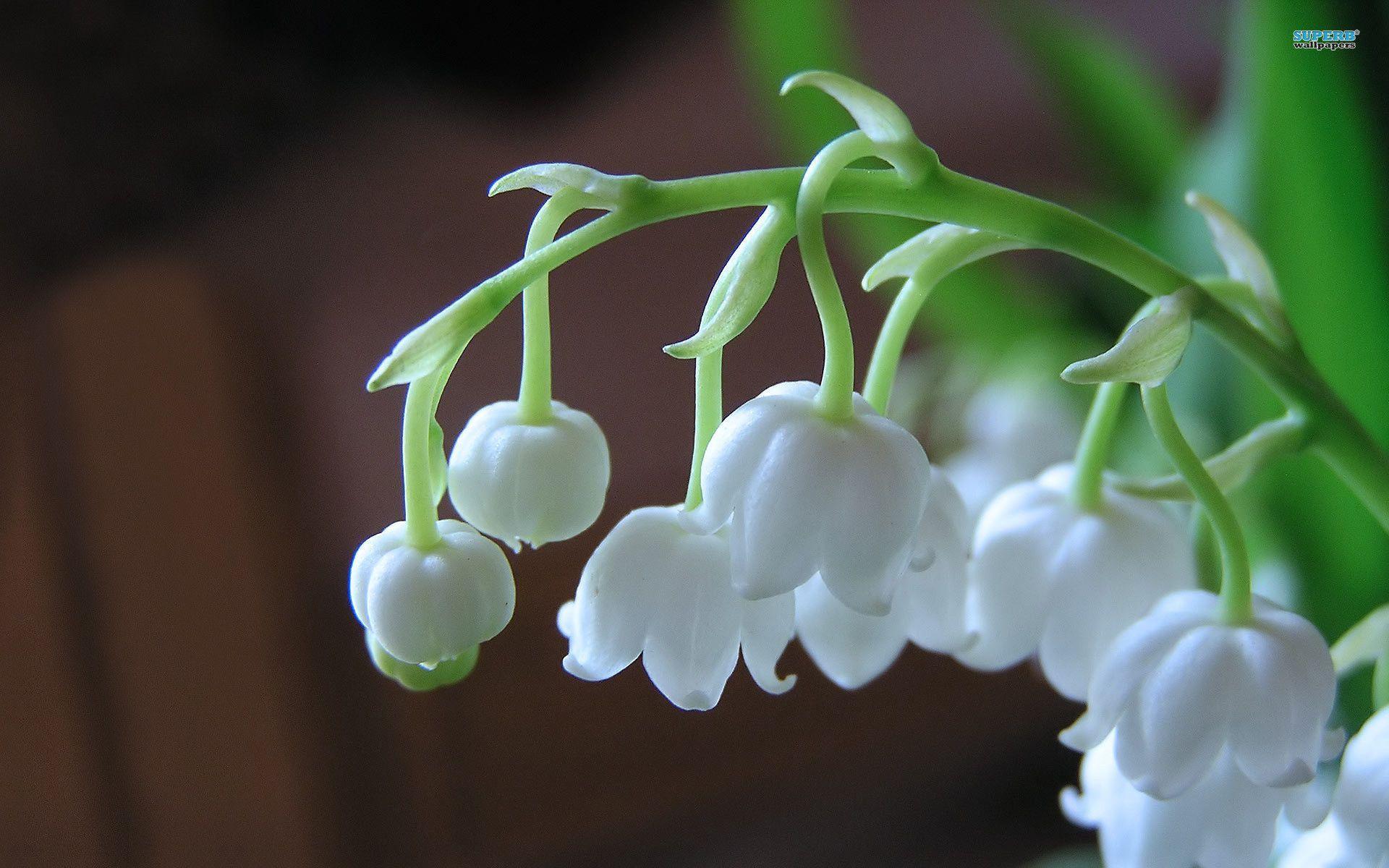 Lily Of The Valley 3023 1920x