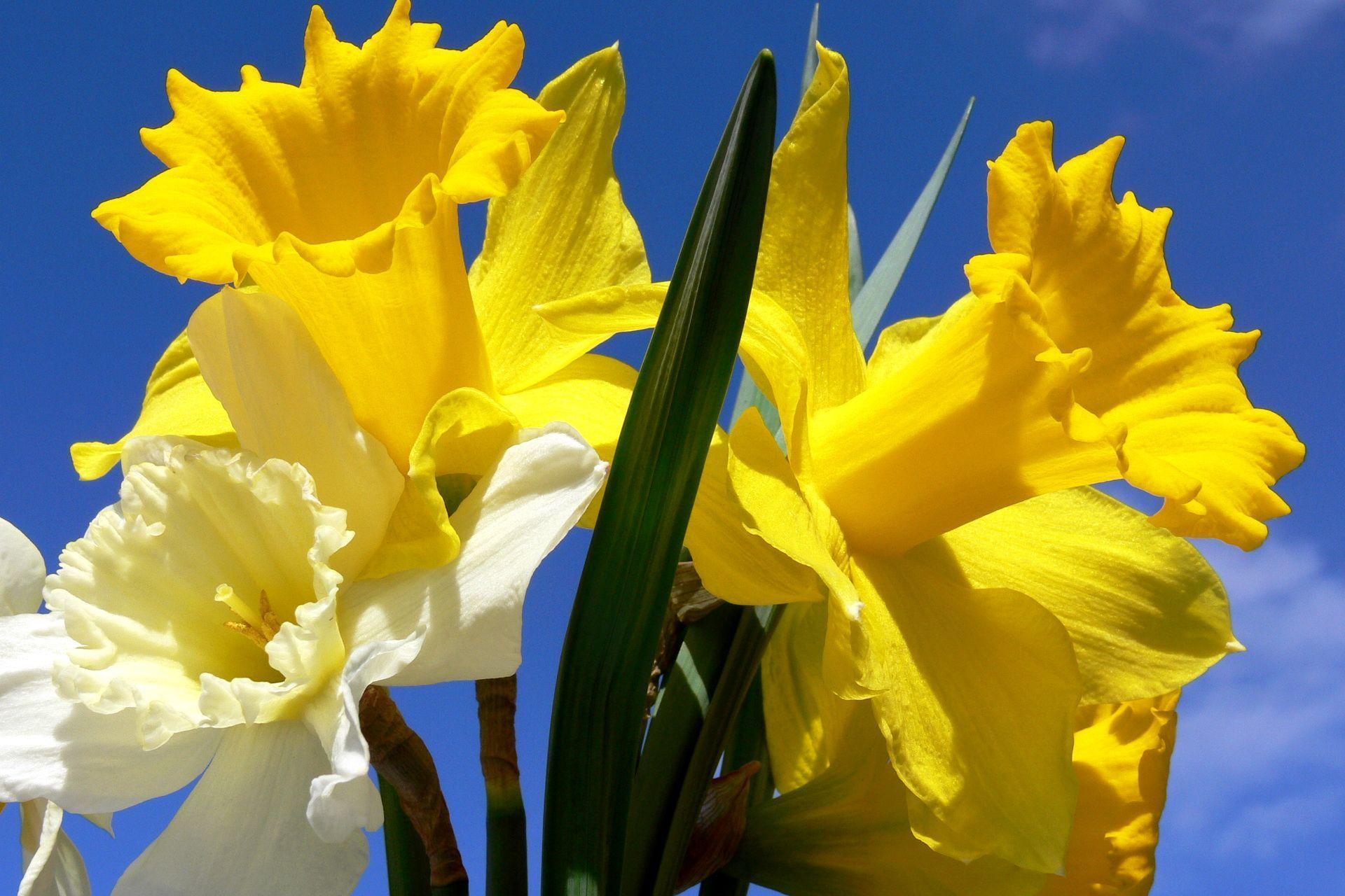 Daffodils Flowers Wallpaper Wide Desktop