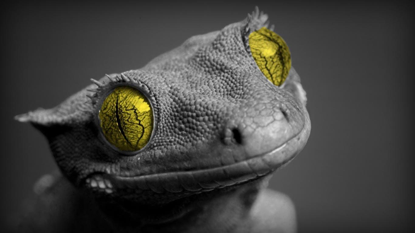 Desktop Wallpaper · Gallery · HD Notebook · Cute lizard laptop