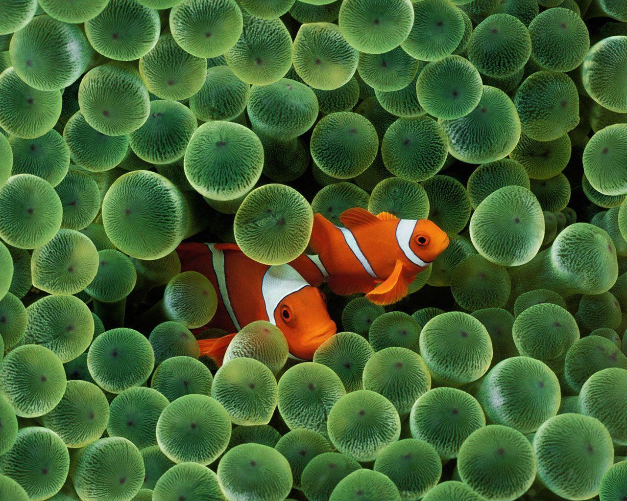 clownfish download for mac