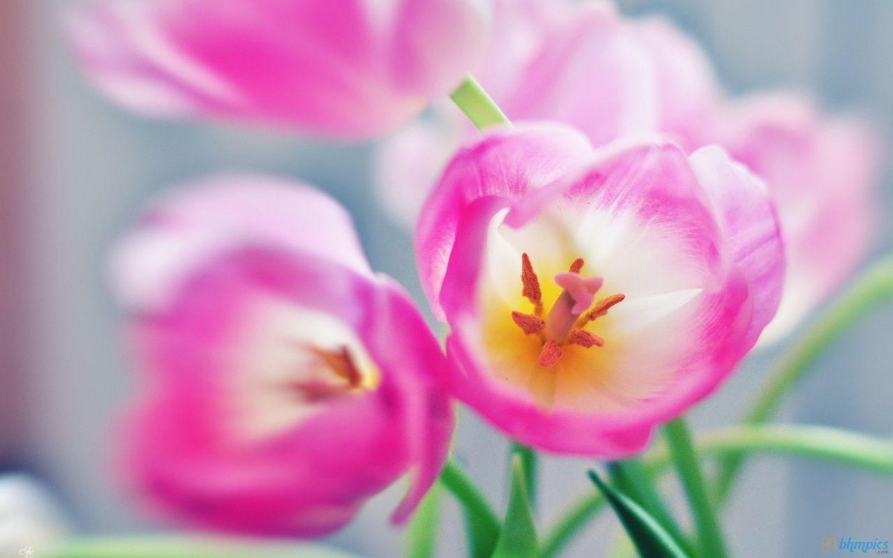 Tulip Flower HD Wallpapers