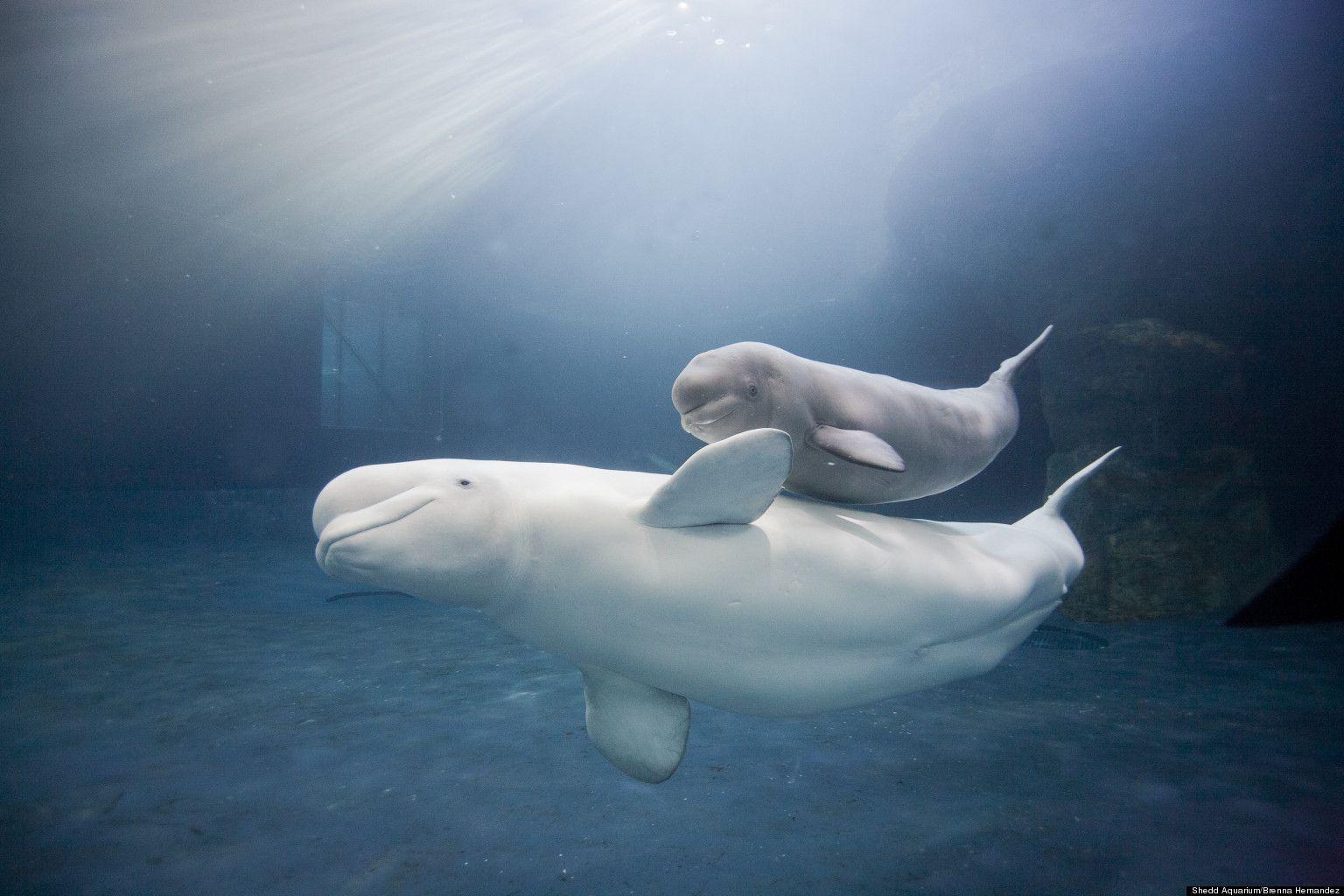 Beluga Whale Cute