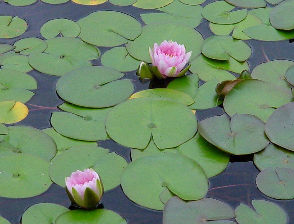 Koi Fish Lily Pad Pond Stock By Enchantedgal Stock