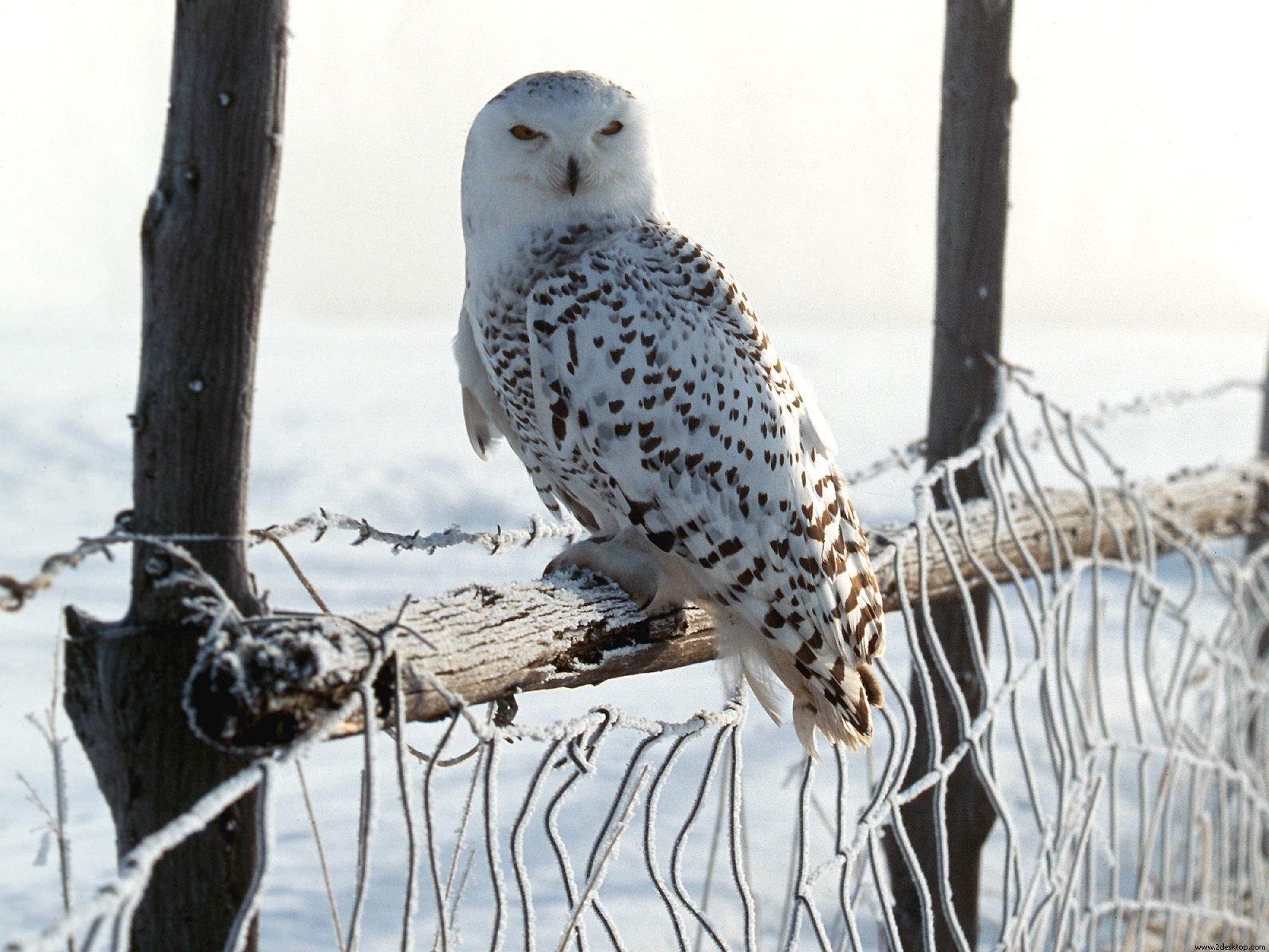 White winter owl bird free desktop background wallpaper image