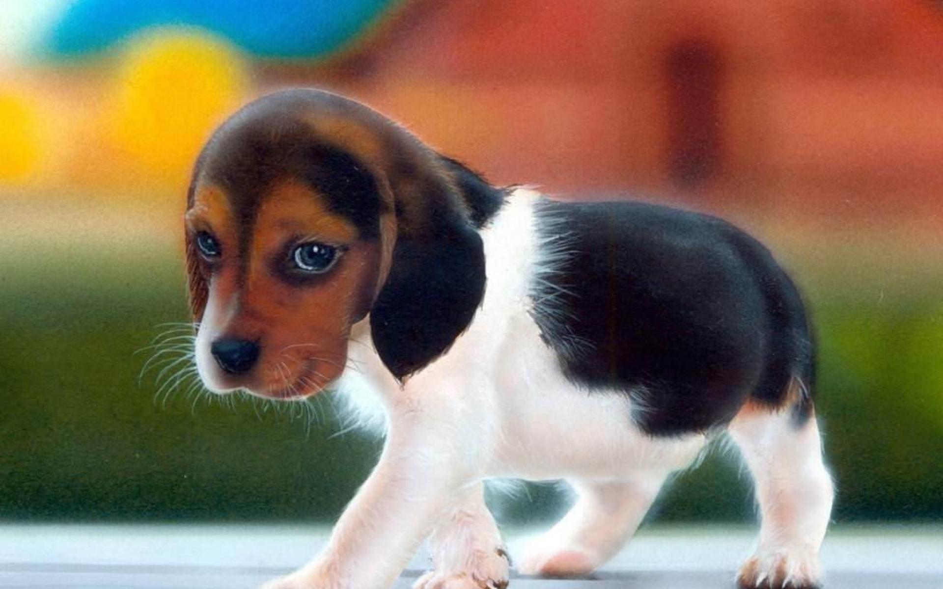 Beagle Puppy HD Wallpaper Wallpaper Inn