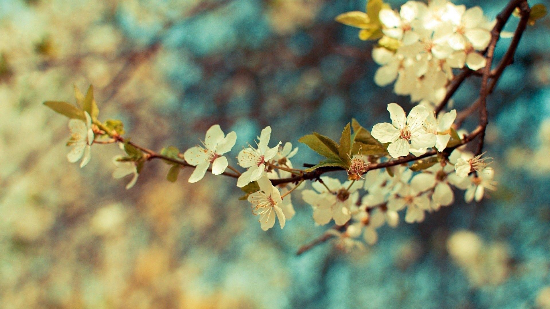 Beautiful Flowers Nature Vintage Wallpapers Hd Wallpapers
